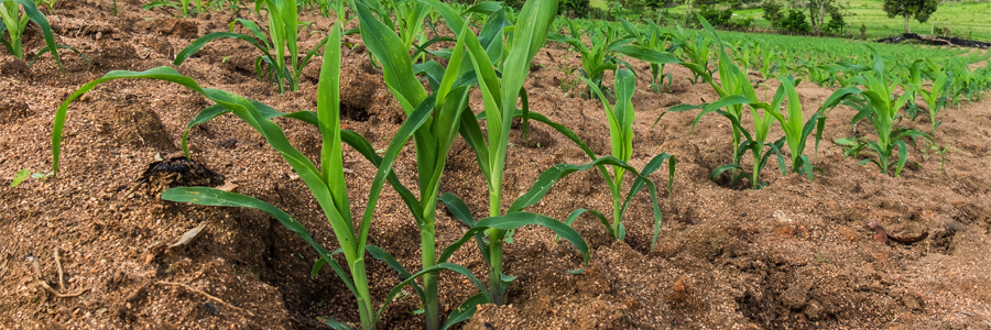 Agrología